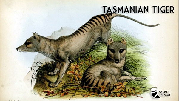 Featured image for “Tasmanian Tiger”
