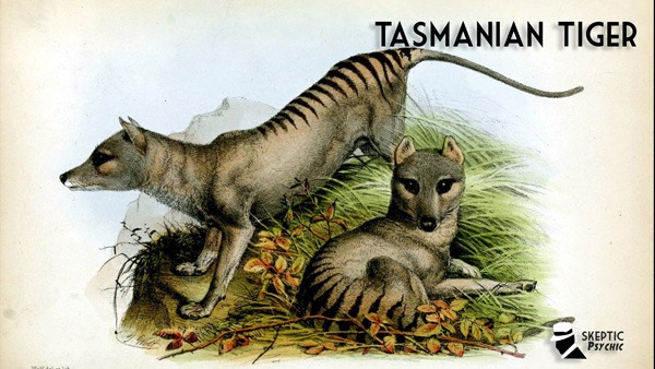 Thylacine hunting behavior: Case of crying wolf?